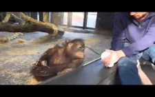 Gülme krizine giren orangutan
