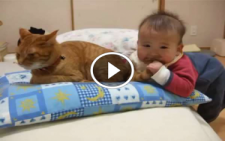 Bebek Kedinin Kuyruğunu Isırınca Kedinin Tepkisine Dikkat!