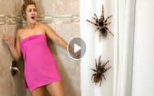 Kız Arkadaşa Acımasız Örümcek Şakası
