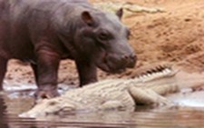 Hippo Licks Croc