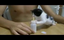 3 haftalık kedi yavrusu sütü görünce…