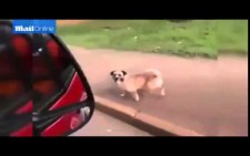Ambulansın Peşinden Koşan Köpek