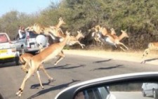 Safarideki Turist Araçlarının Arasına Dalan Antiloplar
