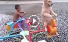 Lunaparkta Çocuklar Gibi Eğlenen Köpek