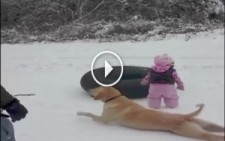 Bebeğe Karda Kayma Dersi Veren Köpek
