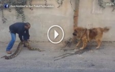 Piton İle Korkutulan Tibet Mastifi Köpek